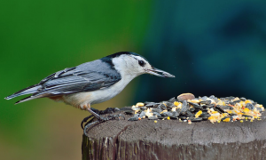 Ako kŕmiť v zime vtáčiky