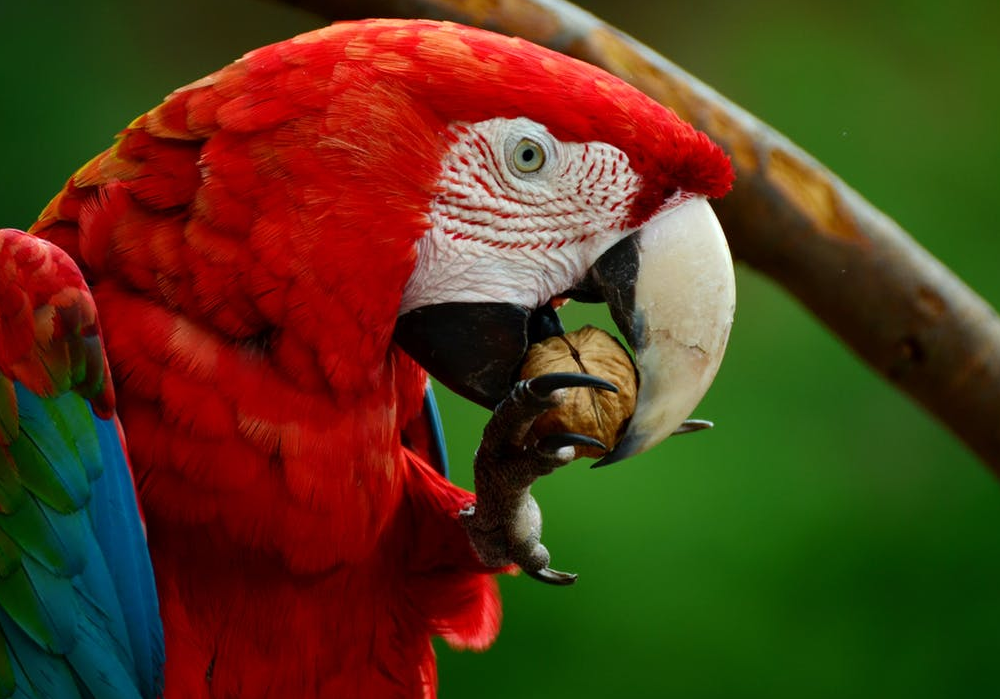 Top letné potraviny, ktoré papagáje milujú