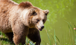 Medvede v Tatrách začali vyliezať zo svojich úkrytov
