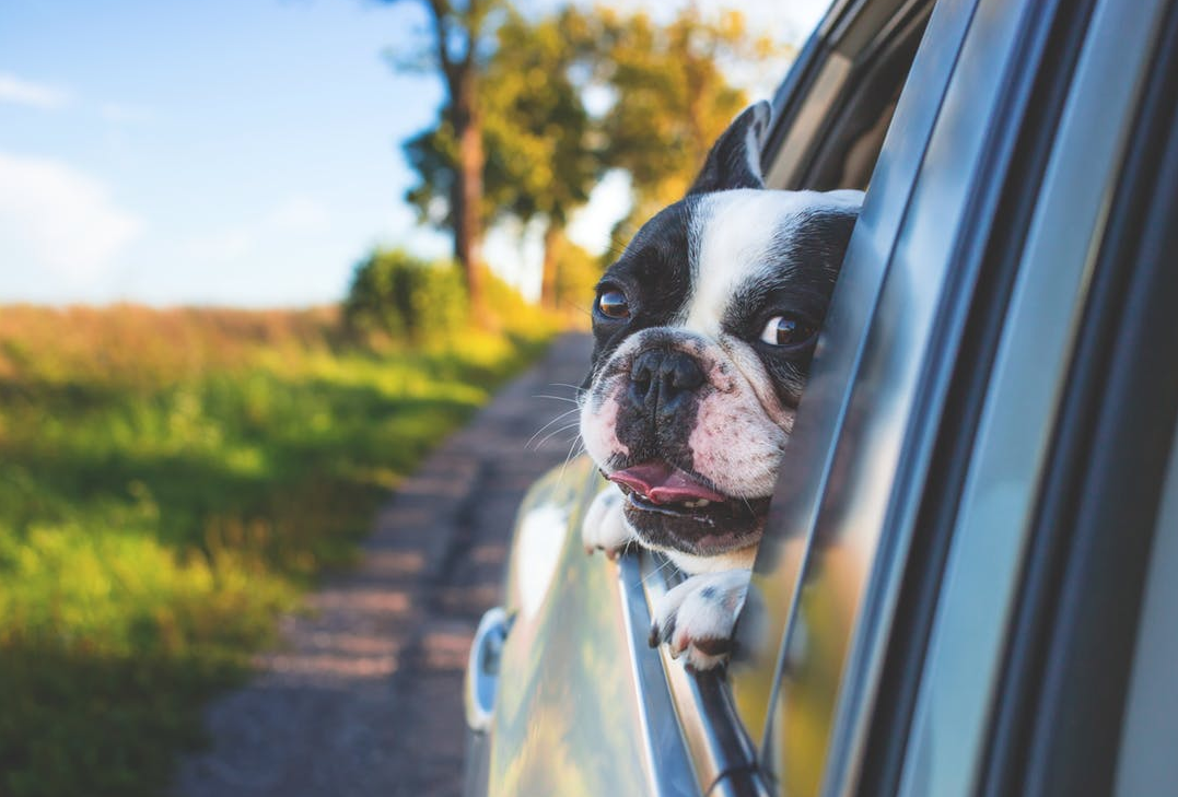 Niekoľko nebezpečných vecí, ktoré číhajú na vaše zviera v aute