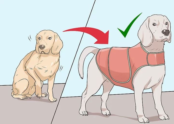 ​Ako vyberať oblečenie pre psov