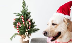 Psie Vianoce - Tipy na vianočné darčeky pre psov a mačky