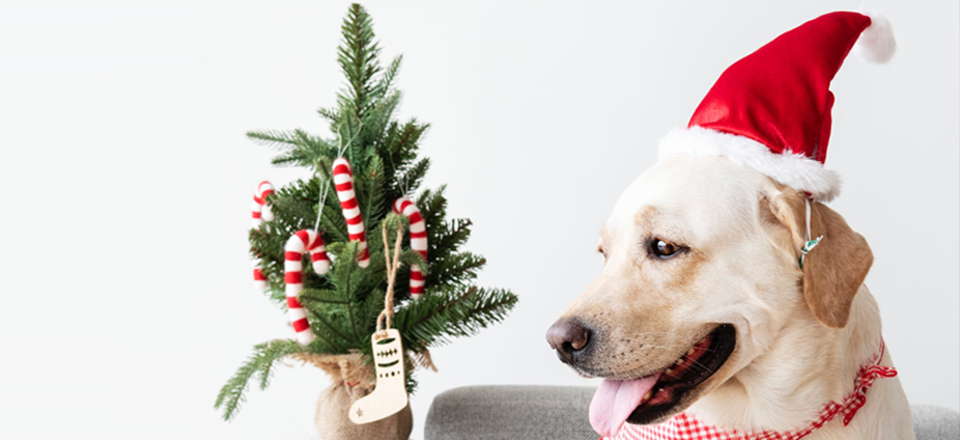 Psie Vianoce - Tipy na vianočné darčeky pre psov a mačky