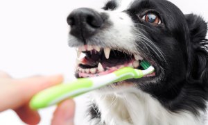 Čistenie zubov u psov