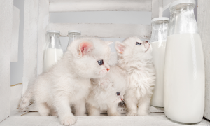 Zvieratá vs. mlieko a mliečne výrobky