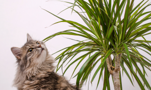 Rastliny bezpečné pre mačky