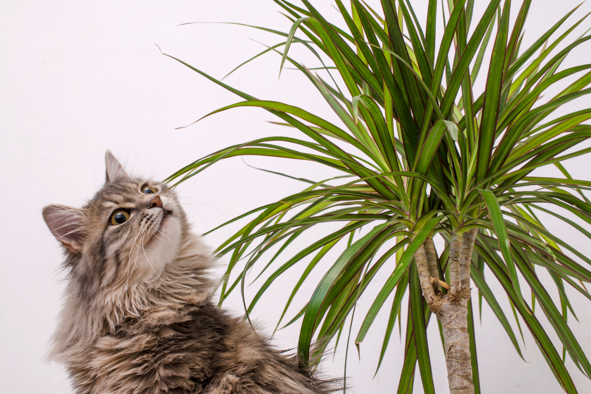 Rastliny bezpečné pre mačky